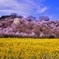 今年の花見山^^
