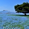 蒼に魅せられて