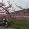 御坂町の桃