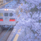 桜といっしょに。