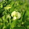 野菜も花盛り