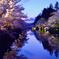 松岬公園の夜桜