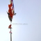 Carp Streamer