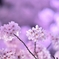 「夜桜」　其の六
