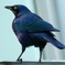幸せの青い鳥