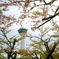 五稜郭タワーと桜