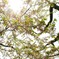 葉桜