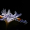 Crested iris（とさかのあるアイリス）