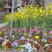 春の花
