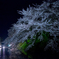 cherry-blossoms night viewing