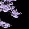 夜桜
