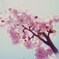 河津桜
