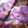 八重桜