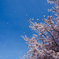 桜吹雪