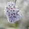 霞城公園、桜満開