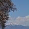 桜のある風景
