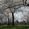 Cherry blossom riding