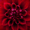 DAHLIA