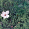 落ちた桜