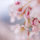 蕾の桜