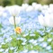 世界に一つだけの花