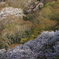 早朝の桜