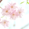 春風うけて