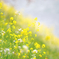 菜の花小径