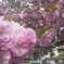 八重桜