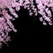 桜咲く 3