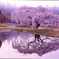 今年一番の桜