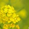 菜の花