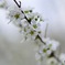 白い桜