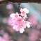 ピンクの桜