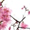 透き通る桜