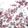 小桜