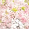 葉桜