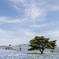 Nemophila　blue