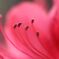 花芯