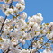 造幣局桜の通り抜け_01