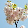 造幣局桜の通り抜け_02