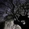 夜陰に忍ぶ八講桜