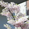 造幣局桜の通り抜け_03