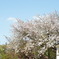 造幣局桜の通り抜け_04