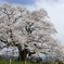 醍醐桜