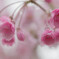 八重桜