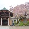 八重桜さんぽ