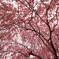 桜降る