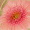 瓶詰めの花