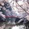 桜にかこまれて